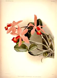 Frederick Sander - Reichenbachia I plate 32 (1888) - Cattleya superba splendens
