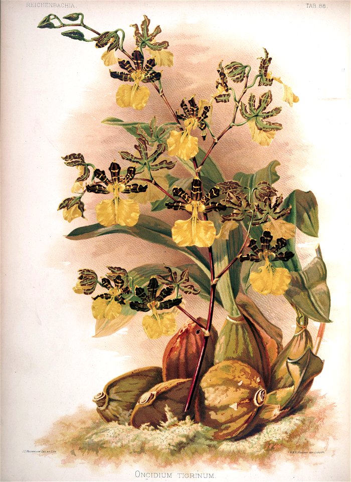 Frederick Sander - Reichenbachia II plate 88 (1890) - Oncidium tigrinum