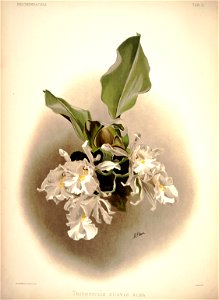 Frederick Sander - Reichenbachia I plate 31 (1888) - Trichopilia suavis alba
