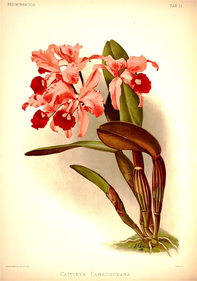 Frederick Sander - Reichenbachia I plate 12 (1888) - Cattleya lawrenceana