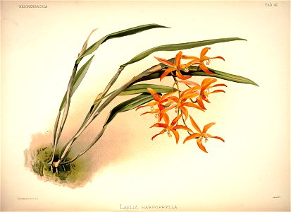 Frederick Sander - Reichenbachia I plate 40 (1888) - Laelia harpophylla