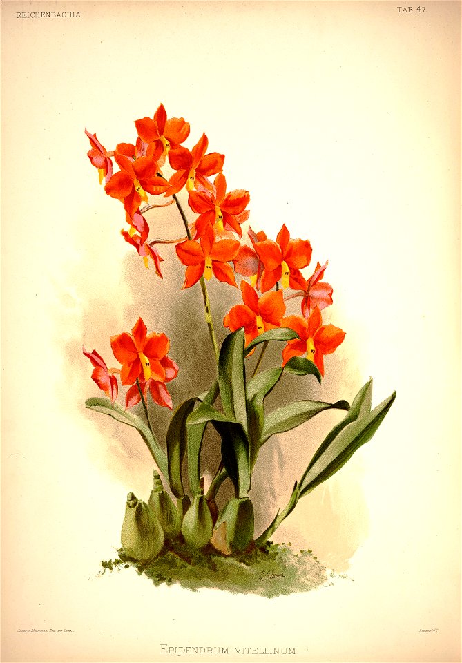 Frederick Sander - Reichenbachia I plate 47 (1888) - Epidendrum vitellinum