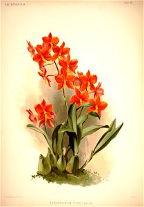 Frederick Sander - Reichenbachia I plate 47 (1888) - Epidendrum vitellinum