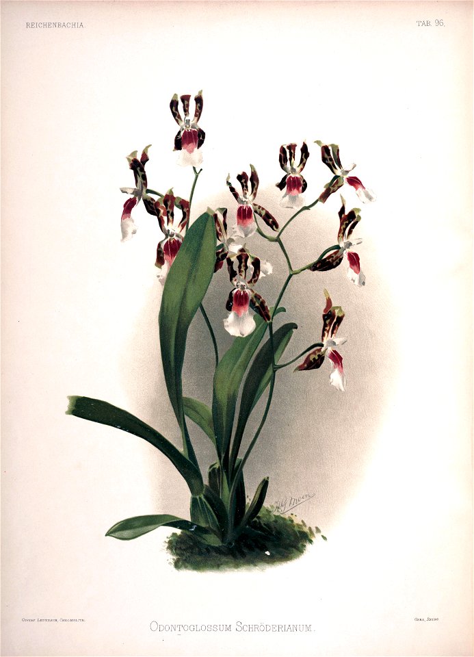 Frederick Sander - Reichenbachia II plate 96 (1890) - Odontoglossum schroederianum