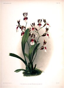 Frederick Sander - Reichenbachia II plate 96 (1890) - Odontoglossum schroederianum