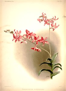 Frederick Sander - Reichenbachia I plate 39 (1888) - Dendrobium superbiens
