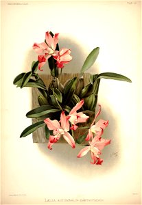 Frederick Sander - Reichenbachia I plate 10 (1888) - Laelia autumnalis xanthotropis