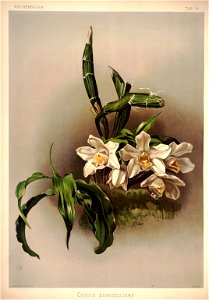 Frederick Sander - Reichenbachia I plate 18 (1888) - Chysis bractescens