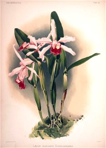 Frederick Sander - Reichenbachia II plate 52 (1890) - Laelia elegans schilleriana