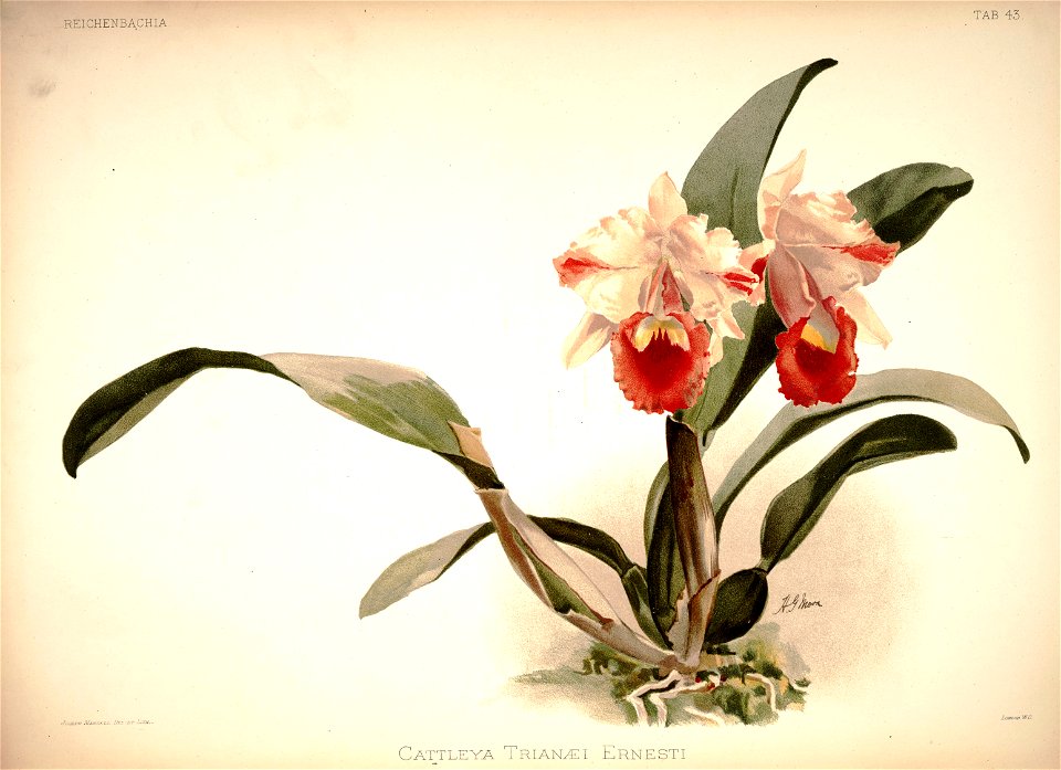 Frederick Sander - Reichenbachia I plate 43 (1888) - Cattleya trianae ernesti