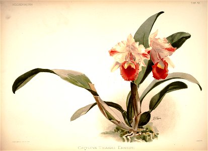 Frederick Sander - Reichenbachia I plate 43 (1888) - Cattleya trianae ernesti