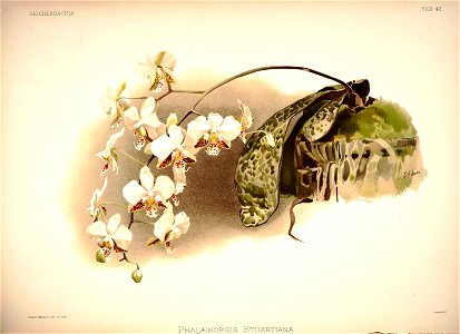 Frederick Sander - Reichenbachia I plate 42 (1888) - Phalaenopsis stuartiana