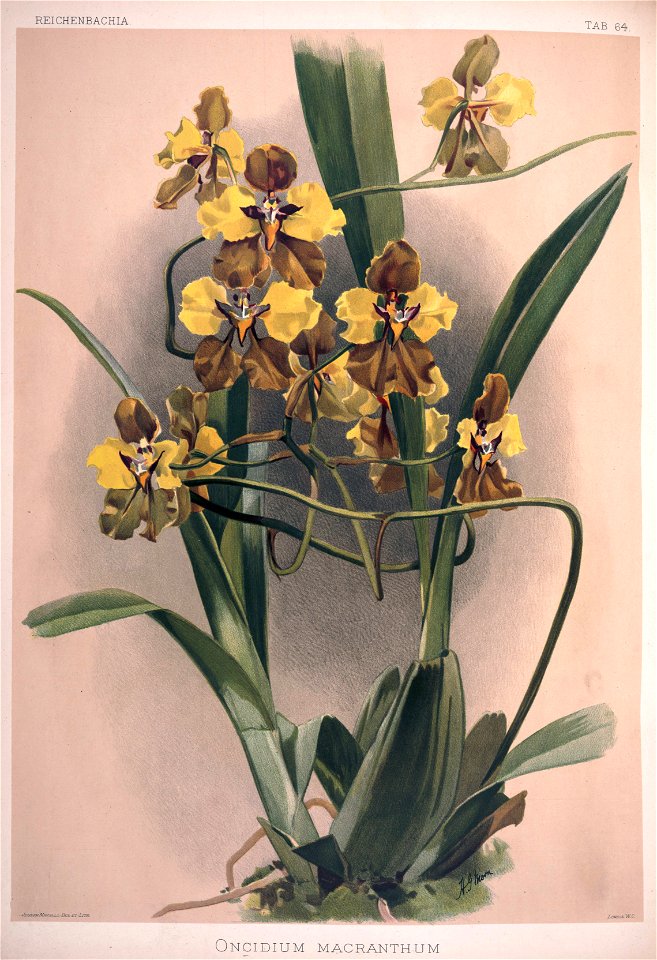 Frederick Sander - Reichenbachia II plate 64 (1890) - Oncidium macranthum