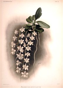 Frederick Sander - Reichenbachia II plate 55 (1890) - Angraecum articulatum