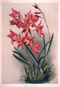 Frederick Sander - Reichenbachia II plate 59 (1890) - Laelia gouldiana
