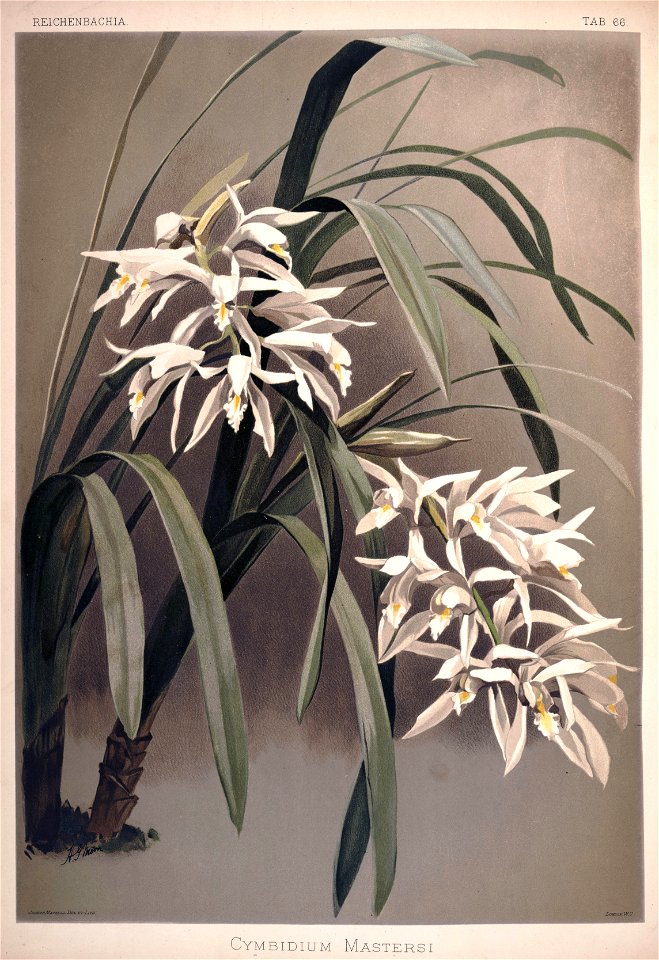 Frederick Sander - Reichenbachia II plate 66 (1890) - Cymbidium mastersi