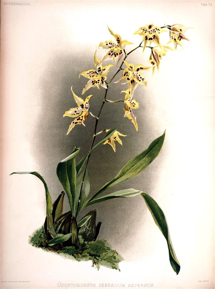 Frederick Sander - Reichenbachia II plate 79 (1890) - Odontoglossum hebraicum aspersum