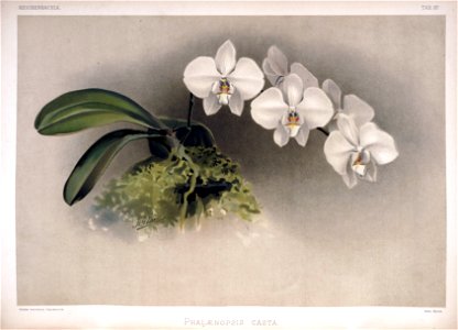 Frederick Sander - Reichenbachia II plate 87 (1890) - Phalaenopsis casta