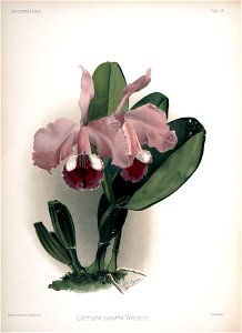 Frederick Sander - Reichenbachia II plate 95 (1890) - Cattleya labiata warneri