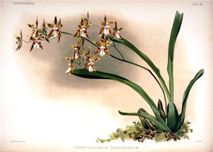 Frederick Sander - Reichenbachia II plate 94 (1890) - Odontoglossum sanderianum