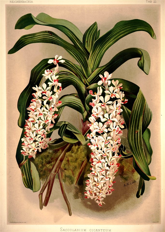 Frederick Sander - Reichenbachia I plate 22 (1888) - Saccolabium giganteum