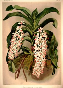 Frederick Sander - Reichenbachia I plate 22 (1888) - Saccolabium giganteum