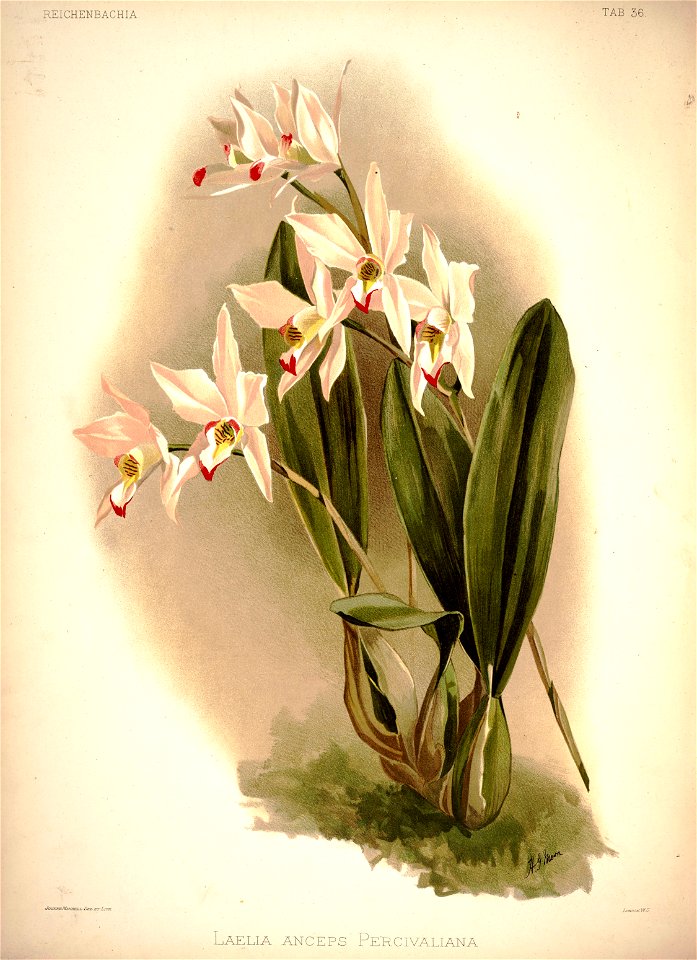 Frederick Sander - Reichenbachia I plate 36 (1888) - Laelia anceps percivaliana
