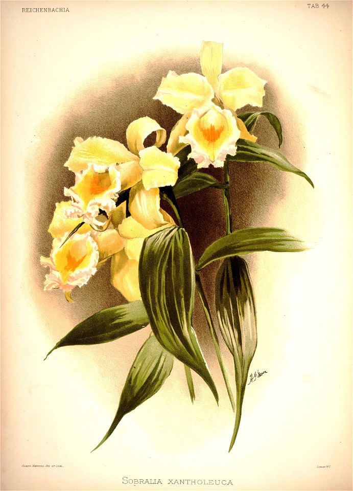 Frederick Sander - Reichenbachia I plate 44 (1888) - Sobralia xantholeuca
