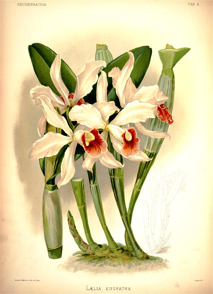 Frederick Sander - Reichenbachia I plate 08 (1888) - Laelia × euspatha