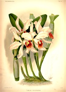 Frederick Sander - Reichenbachia I plate 08 (1888) - Laelia × euspatha