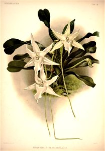 Frederick Sander - Reichenbachia I plate 14 (1888) - Angraecum sesquipedalis