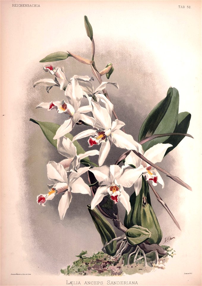 Frederick Sander - Reichenbachia II plate 56 (1890) - Laelia anceps sanderiana
