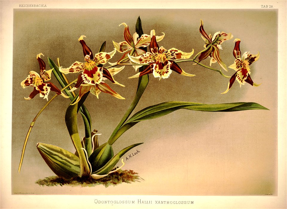 Frederick Sander - Reichenbachia I plate 28 (1888) - Odontoglossum hallii xanthoglossum