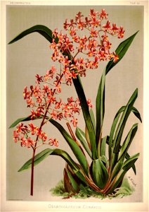 Frederick Sander - Reichenbachia I plate 26 (1888) - Odontoglossum edwardii
