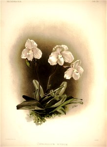 Frederick Sander - Reichenbachia I plate 34 (1888) - Cypripedium niveum