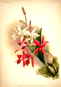 Frederick Sander - Reichenbachia I plate 48 (1888) - Laelia anceps stella - Laelia anceps barkeriana