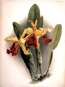 Frederick Sander - Reichenbachia II plate 80 (1890) - Cattleya dowiana var. chrysotoxa