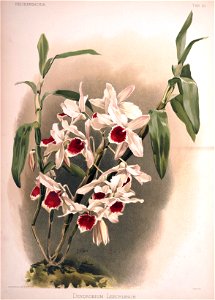 Frederick Sander - Reichenbachia II plate 50 (1890) - Dendrobium leechianum