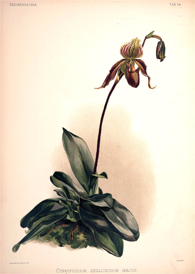 Frederick Sander - Reichenbachia II plate 54 (1890) - Cypripedium selligerum majus