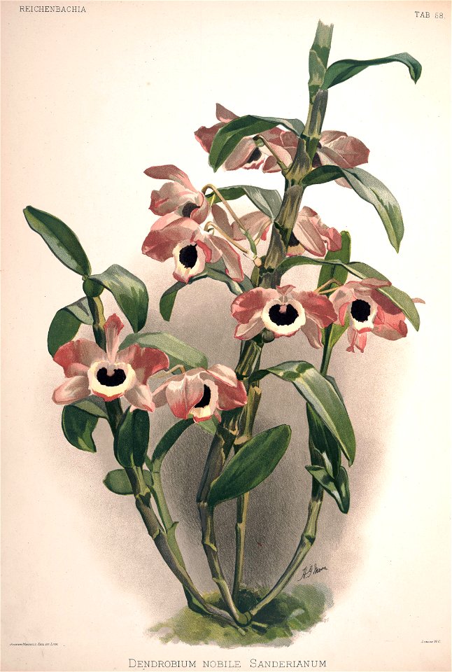 Frederick Sander - Reichenbachia II plate 58 (1890) - Dendrobium nobile sanderianum