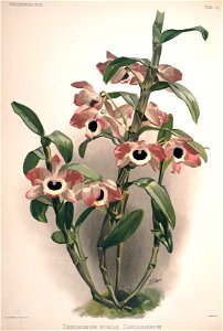 Frederick Sander - Reichenbachia II plate 58 (1890) - Dendrobium nobile sanderianum