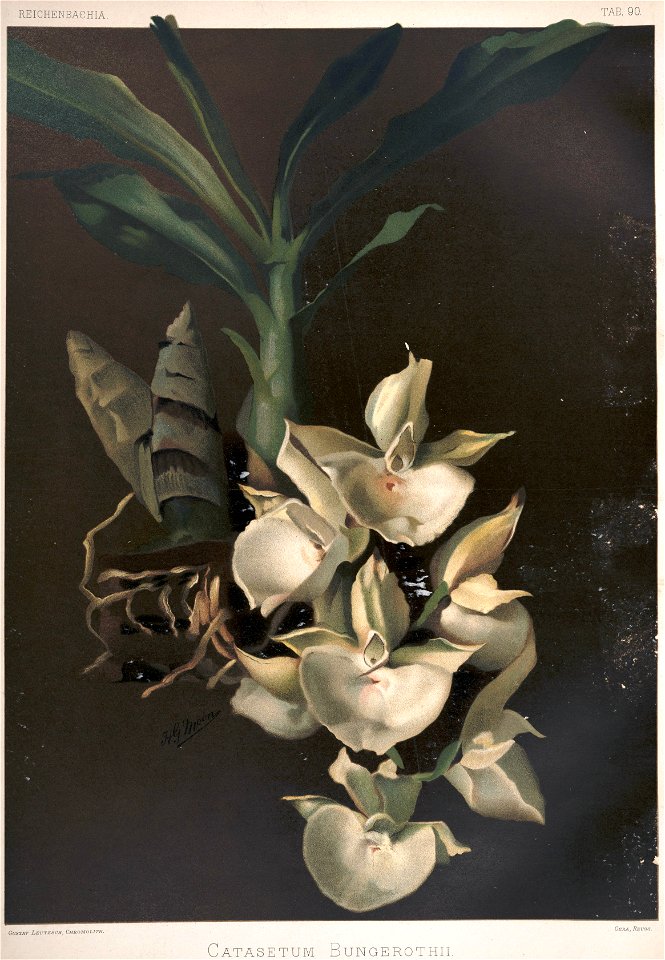 Frederick Sander - Reichenbachia II plate 90 (1890) - Catasetum bungerothii