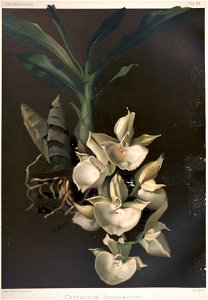 Frederick Sander - Reichenbachia II plate 90 (1890) - Catasetum bungerothii