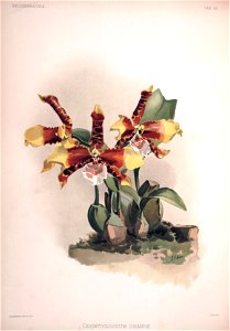 Frederick Sander - Reichenbachia II plate 60 (1890) - Odontoglossum grande