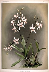 Frederick Sander - Reichenbachia II plate 68 (1890) - Laelia albida