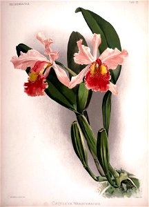 Frederick Sander - Reichenbachia II plate 72 (1890) - Cattleya warscewiczii