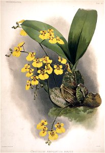 Frederick Sander - Reichenbachia II plate 70 (1890) - Oncidium ampliatum majus