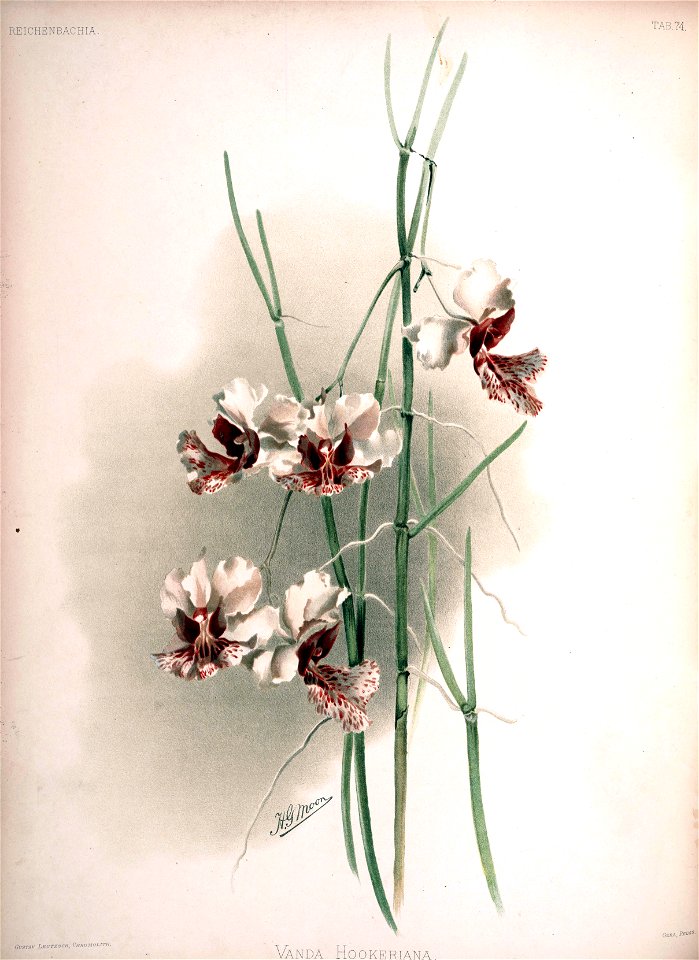 Frederick Sander - Reichenbachia II plate 74 (1890) - Vanda hookeriana