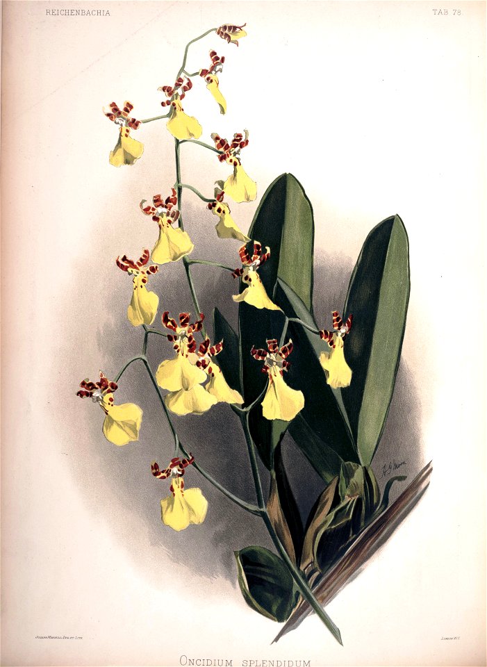 Frederick Sander - Reichenbachia II plate 78 (1890) - Oncidium splendidum