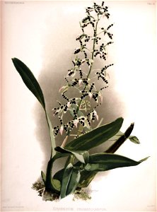 Frederick Sander - Reichenbachia II plate 76 (1890) - Epidendrum prismatocarpum